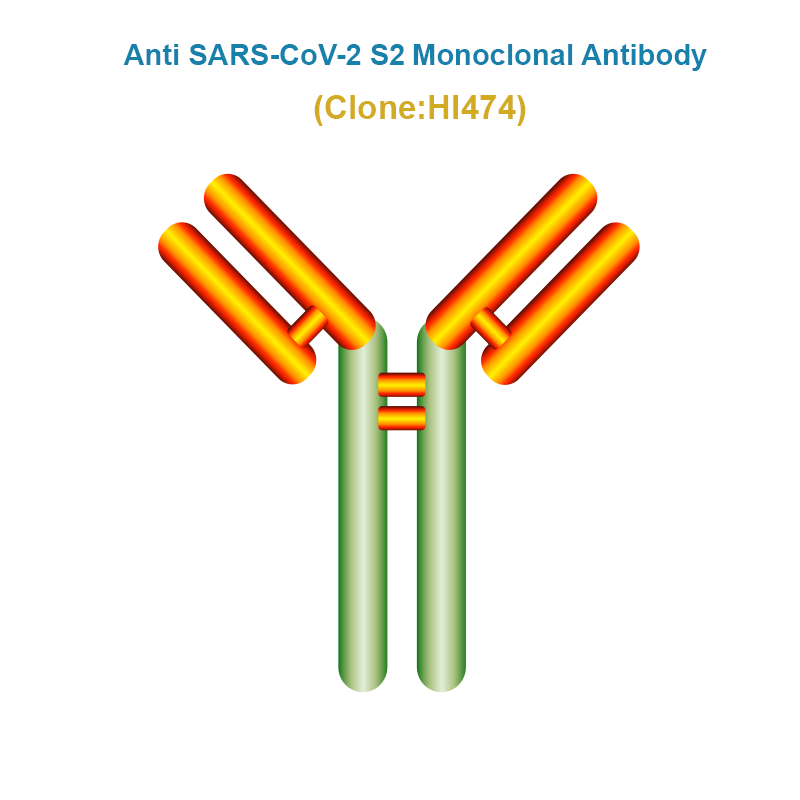 Anti SARS-CoV-2 S2 Monoclonal Antibody