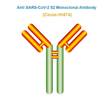 Load image into Gallery viewer, Anti SARS-CoV-2 S2 Monoclonal Antibody