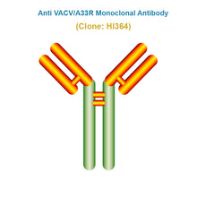 Load image into Gallery viewer, Anti Vaccinia Virus (VACV/A33R) Monoclonal Antibody