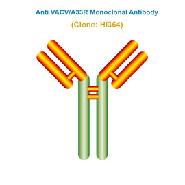 Anti Vaccinia Virus (VACV/A33R) Monoclonal Antibody