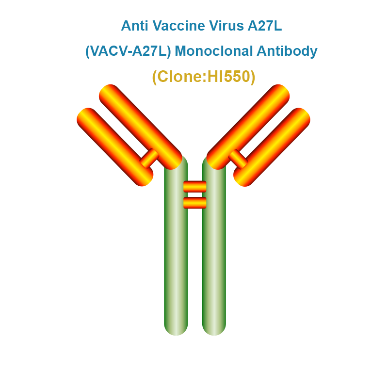 Anti Vaccinia Virus A27L (VACV-A27L) Monoclonal Antibody