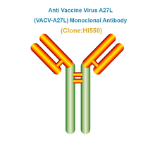 Load image into Gallery viewer, Anti Vaccinia Virus A27L (VACV-A27L) Monoclonal Antibody