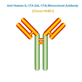 Anti Human IL-17A (hIL-17A) Monoclonal Antibody