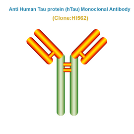 Anti Human Tau protein (hTau) Monoclonal Antibody