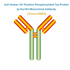 Anti Human 181 Position Phosphorylated Tau Protein (p-Tau181) Monoclonal Antibody