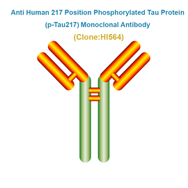Anti Human 217 Position Phosphorylated Tau Protein (p-Tau217) Monoclonal Antibody
