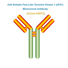 Anti Soluble Fms-Like Tyrosine Kinase 1 (sFlt1)  Monoclonal Antibody