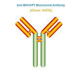 Anti BK Polyomavirus (BKV/VP1) Monoclonal Antibody