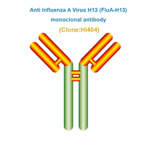 Load image into Gallery viewer, Anti Influenza A Virus H13 (FluA-H13) Monoclonal Antibody