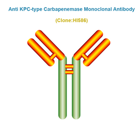 Anti KPC-type Carbapenemase (CRE/KPC) Monoclonal Antibody