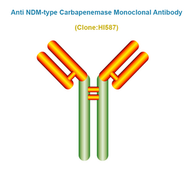 Anti NDM-type Carbapenemase (CRE/NDM) Monoclonal Antibody