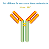 Anti NDM-type Carbapenemase (CRE/NDM) Monoclonal Antibody