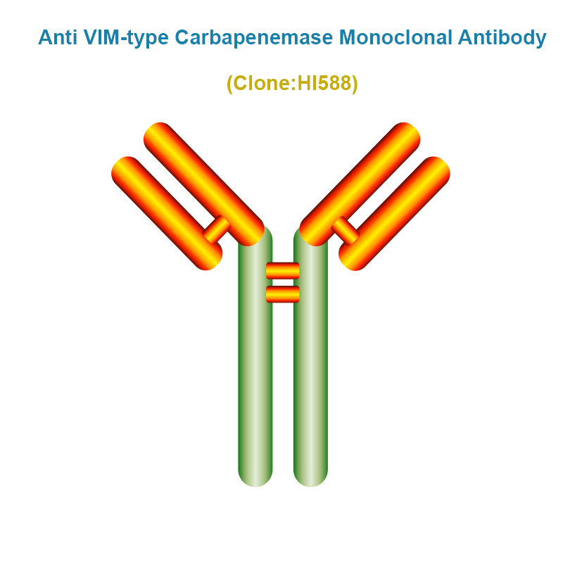 Anti VIM-type Carbapenemase (CRE/VIM) Monoclonal Antibody