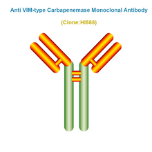 Load image into Gallery viewer, Anti VIM-type Carbapenemase (CRE/VIM) Monoclonal Antibody
