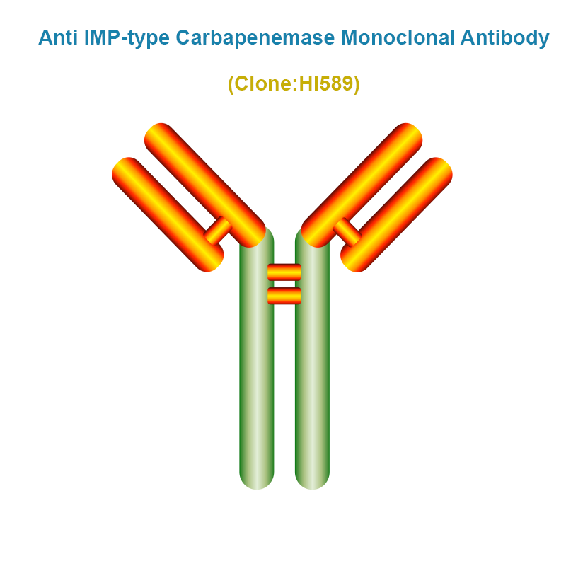 Anti IMP-type Carbapenemase (CRE/IMP) Monoclonal Antibody