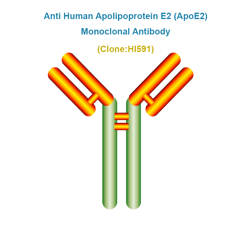 Anti Human Apolipoprotein E2 (ApoE2) Monoclonal Antibody