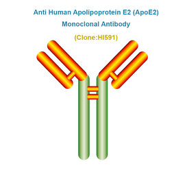 Anti Human Apolipoprotein E2 (ApoE2) Monoclonal Antibody