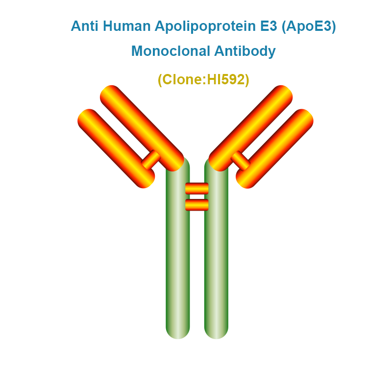 Anti Human Apolipoprotein E3 (ApoE3) Monoclonal Antibody