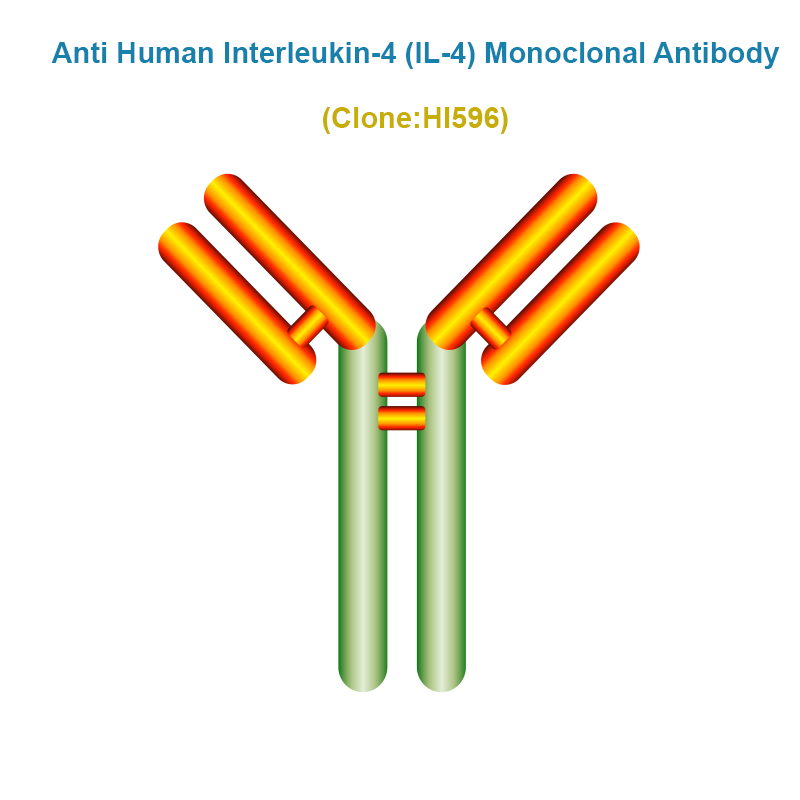 Anti Human Interleukin-4 (IL-4) Monoclonal Antibody