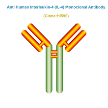 Load image into Gallery viewer, Anti Human Interleukin-4 (IL-4) Monoclonal Antibody