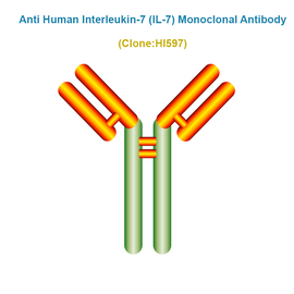 Anti Human Interleukin-7 (IL-7) Monoclonal Antibody