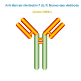 Anti Human Interleukin-7 (IL-7) Monoclonal Antibody