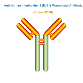 Anti Human Interleukin-11 (IL-11) Monoclonal Antibody