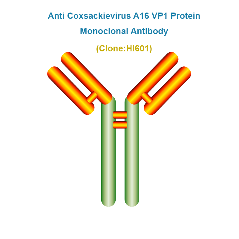 Anti Coxsackievirus A16 VP1 Protein (CV-A16/VP1) Monoclonal Antibody