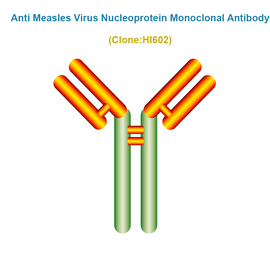 Anti Measles Virus Nucleoprotein (MeV/NP) Monoclonal Antibody