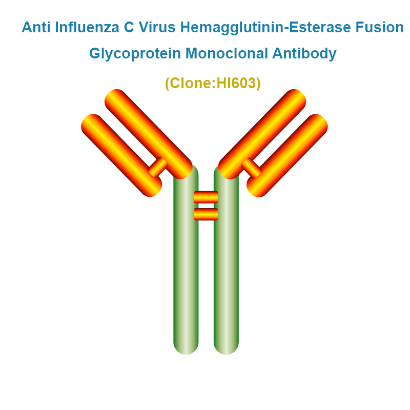 Anti Influenza C Virus Hemagglutinin-Esterase Fusion Glycoprotein (FluC/HEF) Monoclonal Antibody