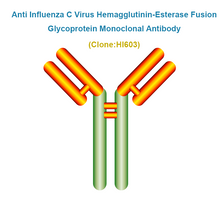 Load image into Gallery viewer, Anti Influenza C Virus Hemagglutinin-Esterase Fusion Glycoprotein (FluC/HEF) Monoclonal Antibody