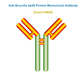 Anti Brucella bp26 Protein Monoclonal Antibody
