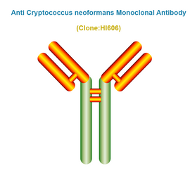 Anti Cryptococcus Neoformans Monoclonal Antibody