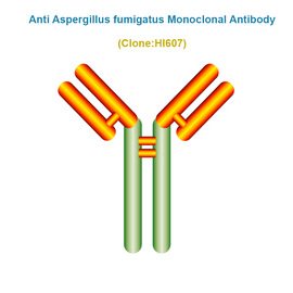 Anti Aspergillus Fumigatus Monoclonal Antibody
