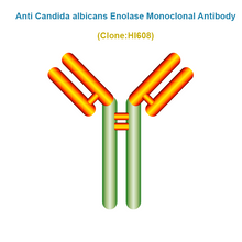 Load image into Gallery viewer, Anti Candida albicans ENO Monoclonal Antibody