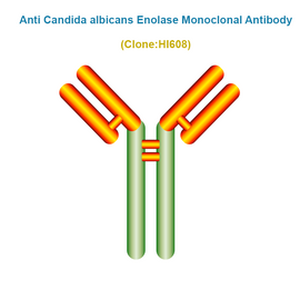 Anti Candida albicans ENO Monoclonal Antibody