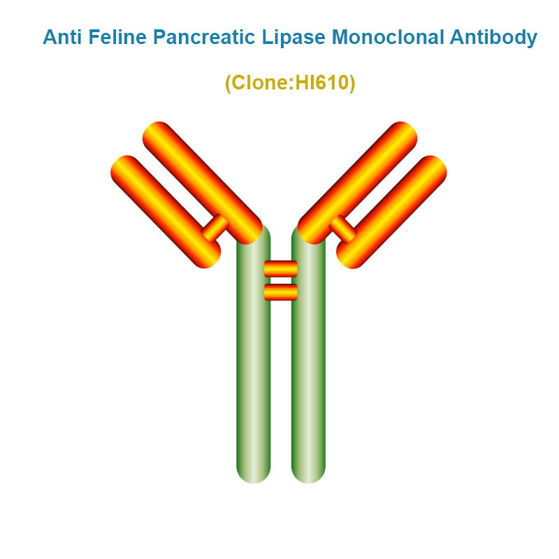 Anti Feline Pancreatic Lipase (fPL) Monoclonal Antibody