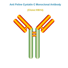 Load image into Gallery viewer, Anti Anti Feline Cystatin C (fCysC) Monoclonal Antibody