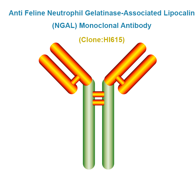 Anti Feline Neutrophil Gelatinase-Associated Lipocalin (fNGAL) Monoclonal Antibody