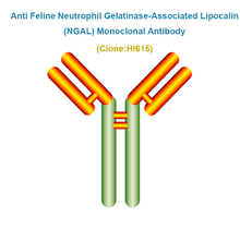 Load image into Gallery viewer, Anti Feline Neutrophil Gelatinase-Associated Lipocalin (fNGAL) Monoclonal Antibody