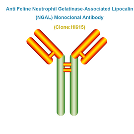 Anti Feline Neutrophil Gelatinase-Associated Lipocalin (fNGAL) Monoclonal Antibody
