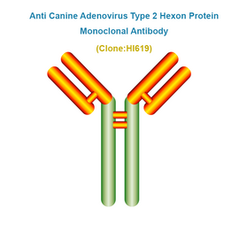 Anti Canine Adenovirus Type 2 Hexon Protein (CAV2/Hexon) Monoclonal Antibody