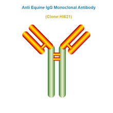 Load image into Gallery viewer, Anti Equine IgG (eIgG) Monoclonal Antibody