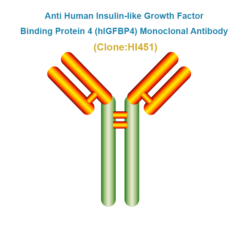Anti Human Insulin-like Growth Factor Binding Protein 4 (hIGFBP4) Monoclonal Antibody