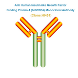 Anti Human Insulin-like Growth Factor Binding Protein 4 (hIGFBP4) Monoclonal Antibody