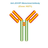 Anti JC Polyomavirus (JCV/VP1) Monoclonal Antibody