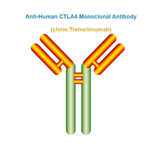 Load image into Gallery viewer, Anti-Human CTLA4 Monoclonal Antibody, Clone: Tremelimumab