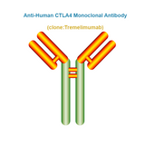 Anti-Human CTLA4 Monoclonal Antibody, Clone: Tremelimumab