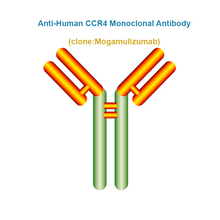Load image into Gallery viewer, Anti-Human CCR4 Monoclonal Antibody, Clone: Mogamulizumab