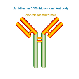Anti-Human CCR4 Monoclonal Antibody, Clone: Mogamulizumab